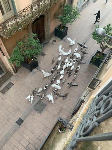 Bartissol Et Maillol Apartment Perpignan Ngoại thất bức ảnh